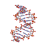 adn-3d-mit adn-3d-mit.gif