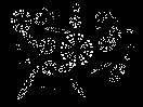 cristaux-neige